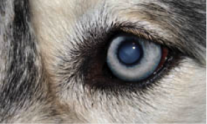 Cataracta ochilor la câini - simptome, tratament, operație de îndepărtare - o rețea de centre veterinare de faguri de miere