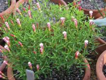 Kislitsa (varză de iepure) - plantare și îngrijire; tipurile și proprietățile unei flori