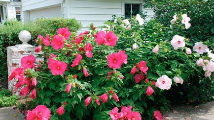 Îngrijirea chineză de trandafiri (hibiscus) acasă și în grădină