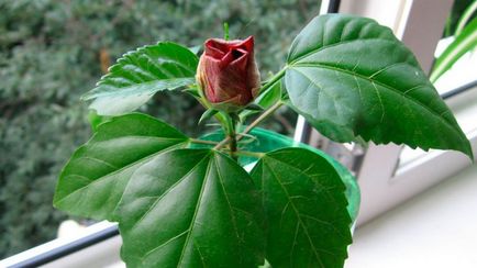 Китайська троянда (гібіскус) догляд в домашніх умовах і в саду