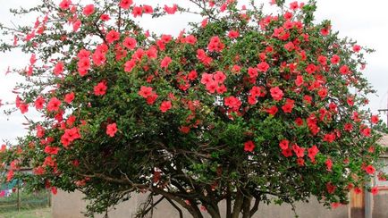 Îngrijirea chineză de trandafiri (hibiscus) acasă și în grădină