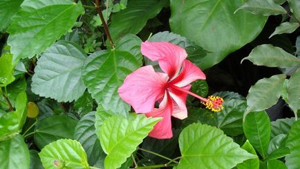 Îngrijirea chineză de trandafiri (hibiscus) acasă și în grădină