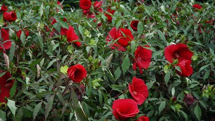 Îngrijirea chineză de trandafiri (hibiscus) acasă și în grădină