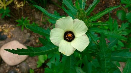 Îngrijirea chineză de trandafiri (hibiscus) acasă și în grădină