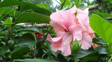 Îngrijirea chineză de trandafiri (hibiscus) acasă și în grădină