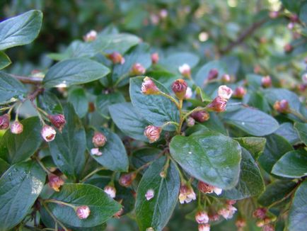 Cotoneasterul este strălucitor - plante pentru grădina umbroasă