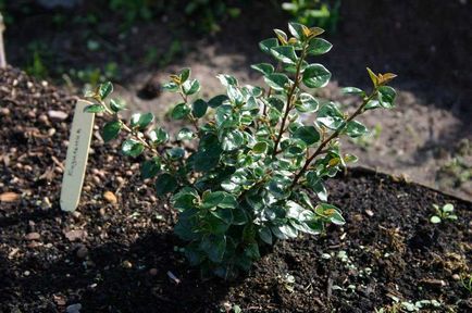 Cotoneaster orizontal în design peisaj, fotografie