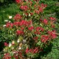 Cotoneaster orizontal în design peisaj, fotografie