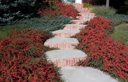 Cotoneaster orizontal în design peisaj, fotografie