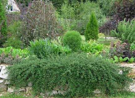 Cotoneaster orizontal în design peisaj, fotografie