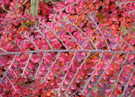 Cotoneaster orizontal în design peisaj, fotografie