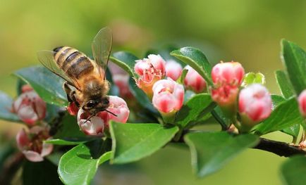 Cotoneaster - a legjobb tereprendezéshez, virágok a kertben (tanya)