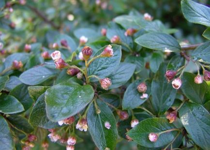 Cotoneaster - cea mai bună plantă pentru design peisagistic, flori în grădină (gospodărie)