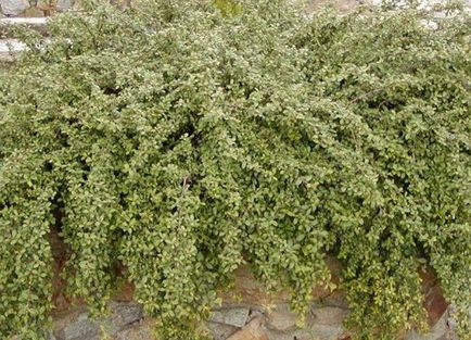 Cotoneaster - a legjobb tereprendezéshez, virágok a kertben (tanya)