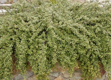 Cotoneaster - cea mai bună plantă pentru design peisagistic, flori în grădină (gospodărie)