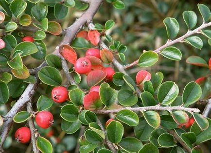 Cotoneaster - cea mai bună plantă pentru design peisagistic, flori în grădină (gospodărie)