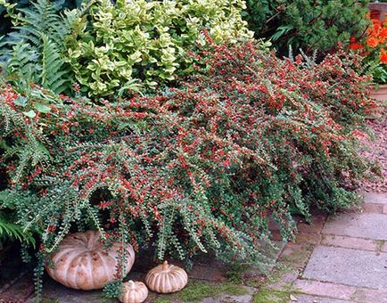 Cotoneaster în designul grădinii