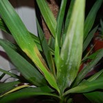 Клеродендрум Томпсона фото, догляд, розмноження і проблеми, чому не цвіте рослина