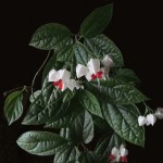 Клеродендрум Томпсона фото, догляд, розмноження і проблеми, чому не цвіте рослина