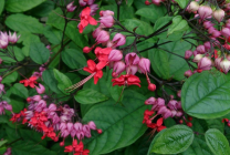 Clerodendrum Thompson fotografie, îngrijire la domiciliu, reproducerea doamnei floare, de ce nu înflori