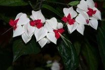 Clerodendrum Thompson fotografie, îngrijire la domiciliu, reproducerea doamnei floare, de ce nu înflori