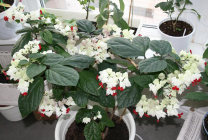 Clerodendrum Thompson fotografie, îngrijire la domiciliu, reproducerea doamnei floare, de ce nu înflori