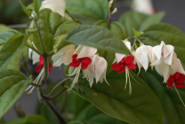 Clerodendrum Thompson fotografie, îngrijire la domiciliu, reproducerea doamnei floare, de ce nu înflori