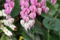 Clerodendrum Thompson fotografie, îngrijire la domiciliu, reproducerea doamnei floare, de ce nu înflori