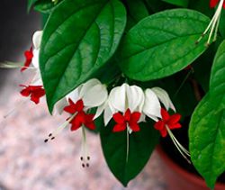 Clerodendrum Thompson fotografie, îngrijire la domiciliu, reproducerea doamnei floare, de ce nu înflori