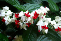 Clerodendrum Thompson fotografie, îngrijire la domiciliu, reproducerea doamnei floare, de ce nu înflori