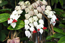 Clerodendrum Thompson fotografie, îngrijire la domiciliu, reproducerea doamnei floare, de ce nu înflori