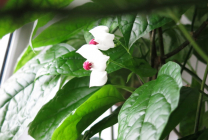 Clerodendrum Thompson fotografie, îngrijire la domiciliu, reproducerea doamnei floare, de ce nu înflori