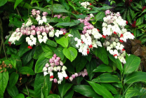 Clerodendrum Thompson fotografie, îngrijire la domiciliu, reproducerea doamnei floare, de ce nu înflori