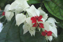 Clerodendrum Thompson fotografie, îngrijire la domiciliu, reproducerea doamnei floare, de ce nu înflori