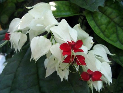 Clerodendrum Thompson de îngrijire la domiciliu, de ce nu infloreste