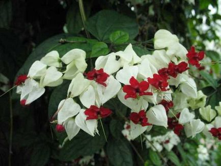 Clerodendrum Thompson de îngrijire la domiciliu, de ce nu infloreste