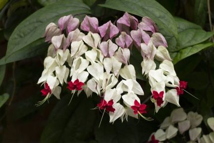 Clerodendrum Thompson de îngrijire la domiciliu, de ce nu infloreste