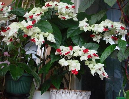 Clerodendrum Thompson de îngrijire la domiciliu, de ce nu infloreste