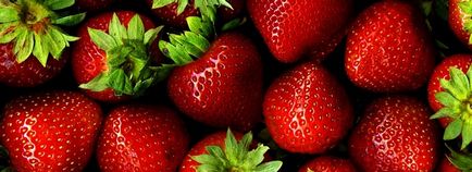 Căpșuni în creștere și îngrijire pentru plantarea de căpșuni