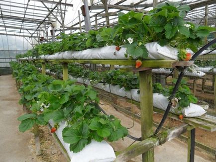 Căpșuni în țevi metoda economică de cultivare