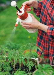 Când aveți nevoie să pulverizați răsaduri de roșii, creșteți o grădină!
