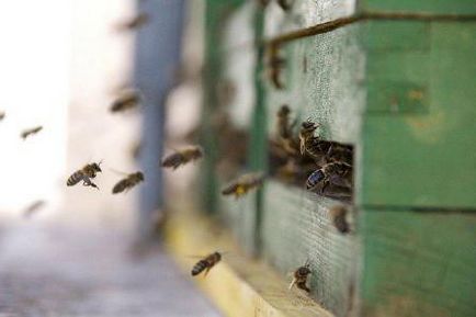 Când albinele sunt scoase din cabana de iarnă - o expoziție de albine în primăvară