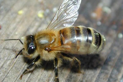 Коли виносять бджіл із зимівника - виставка бджіл навесні