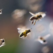 Коли виставляти бджіл із зимівника правила виставки вуликів навесні з ошманіка, наступні роботи на