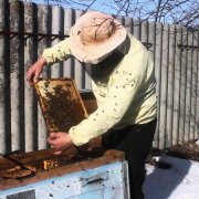 Коли виставляти бджіл із зимівника правила виставки вуликів навесні з ошманіка, наступні роботи на