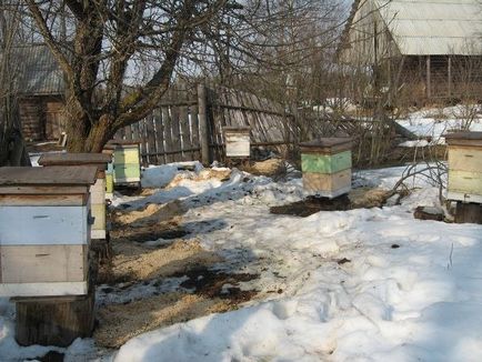 Коли виставляти бджіл із зимівника правила виставки вуликів навесні з ошманіка, наступні роботи на