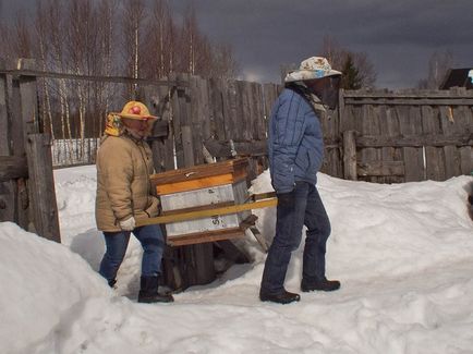 La expunerea albinelor de la hibernator, regulile expunerii expuse în primăvară de la oshmanika, lucrările ulterioare