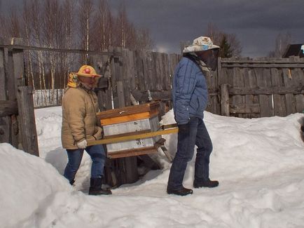 Коли виставляти бджіл із зимівника правила виставки вуликів навесні з ошманіка, наступні роботи на