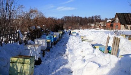 Коли виставляти бджіл із зимівника правила виставки вуликів навесні з ошманіка, наступні роботи на