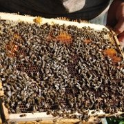La expunerea albinelor de la hibernator, regulile expunerii expuse în primăvară de la oshmanika, lucrările ulterioare